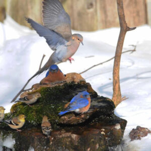 How to Build Your Own Bubble Rock for Backyard Birds to Enjoy